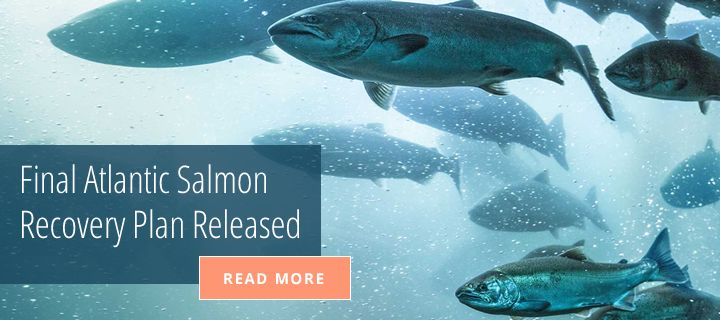 salmon recovery plan slide