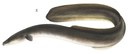 American Eel (Anguilla rostrata)