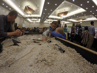 International Year of the Salmon Opportunities