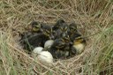 New tool helps put potential black duck conservation projects in a row